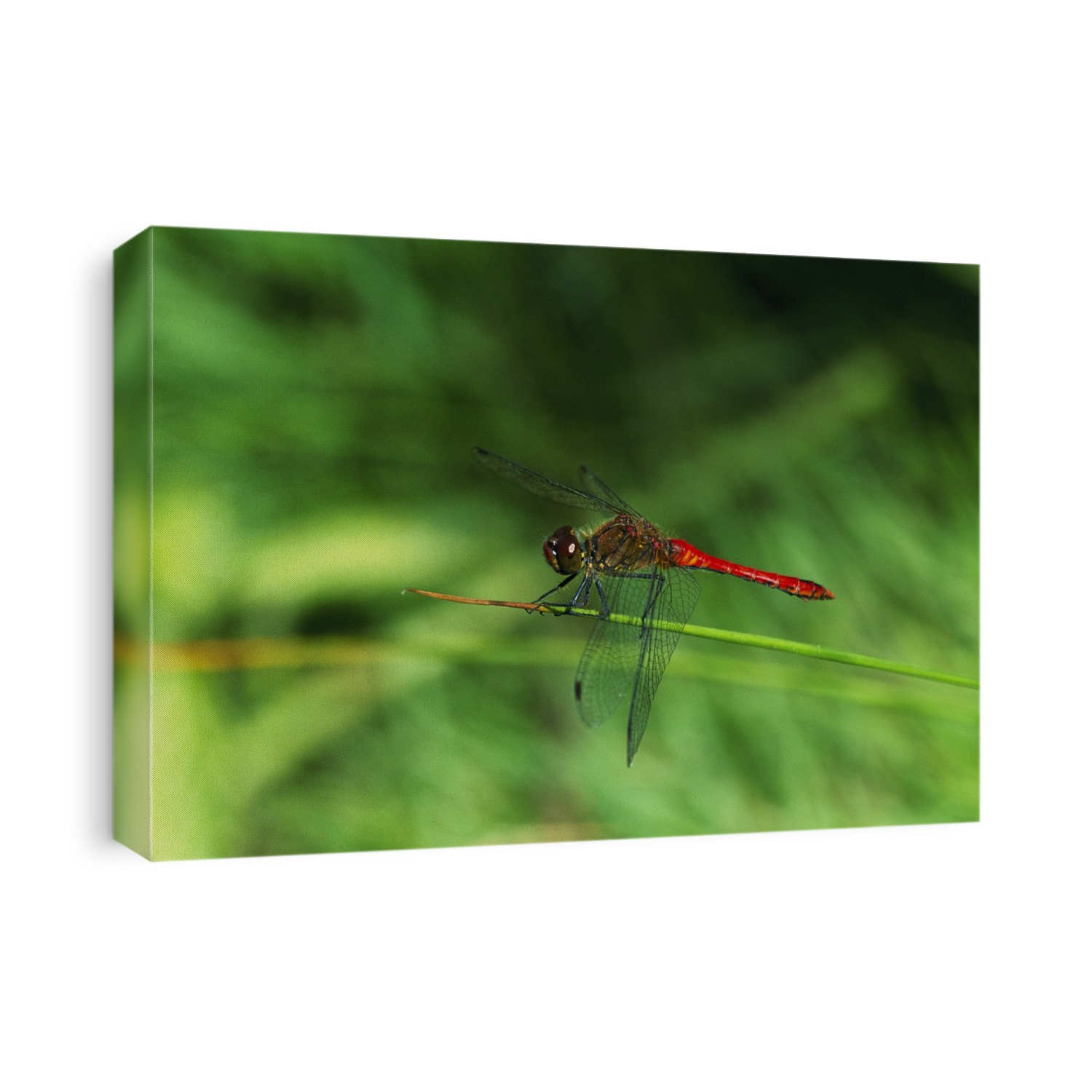 Male ruddy darter dragonfly (Sympetrum sanguineum).