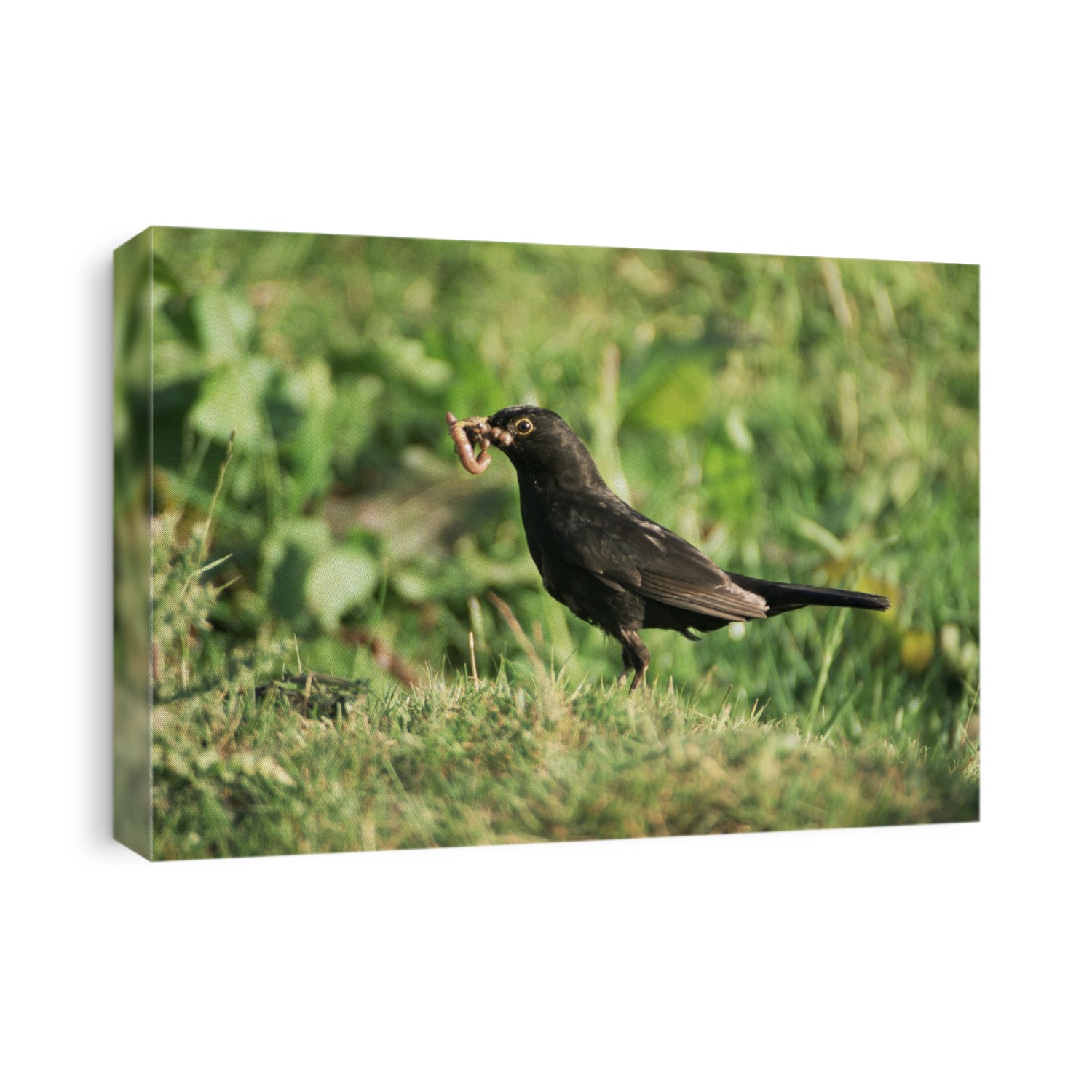 Blackbird with a worm (Turdus merula). This male bird has his beak full of worms in order to feed his chicks. The blackbird is common throughout Europe and much of Asia.