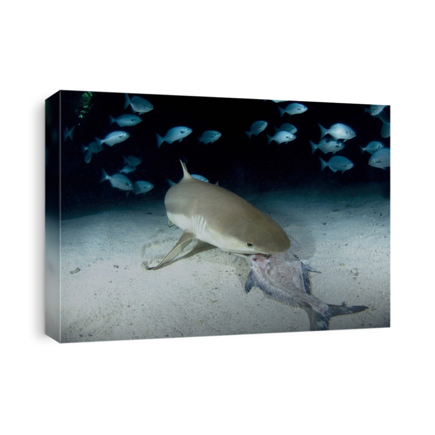 Blacktip reef shark (Carcharhinus melanopterus) feeding on a fish carcass. In the background are a school of lowfin drummers (Kyphosus vaigiensis). Photographed at Vaavu Atoll, in the Maldives, an island nation in the Indian Ocean.