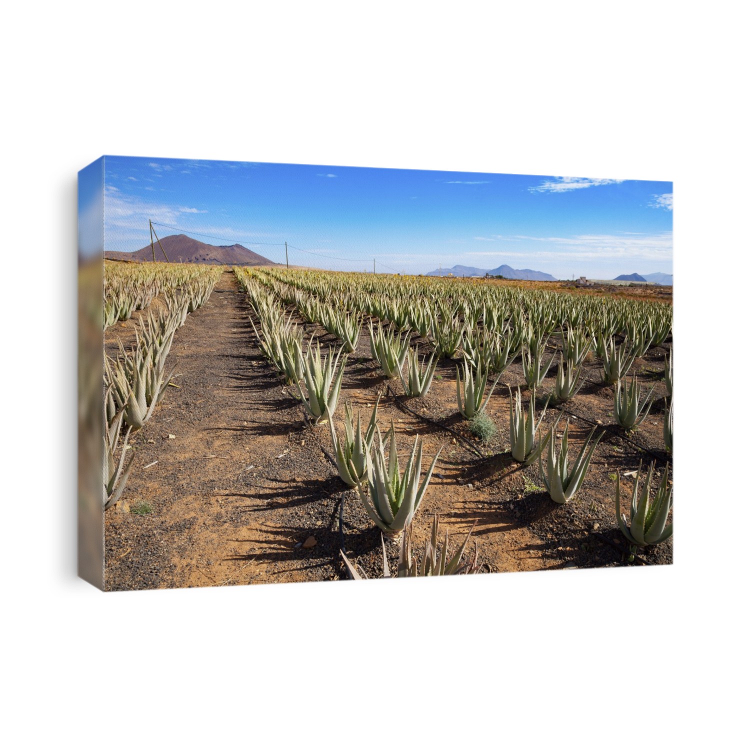 Aloe vera plants, Fuerteventura, Canary Islands.