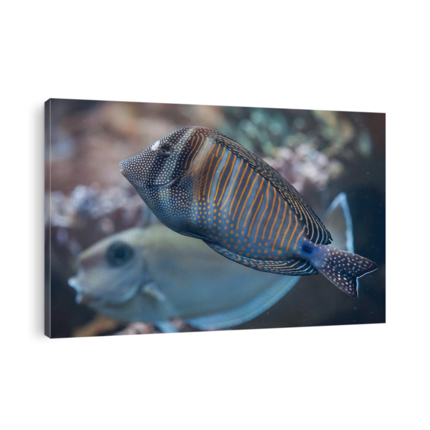 Red Sea sailfin tang (Zebrasoma desjardinii), also known as the Desjardin's sailfin tang. Wild life animal. 