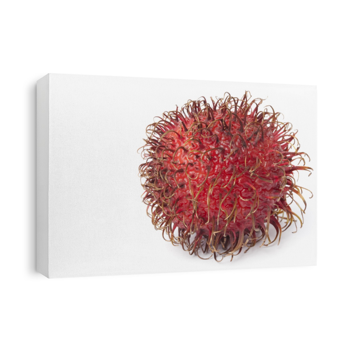 Whole single ripe rambutan fruit isolated on white background