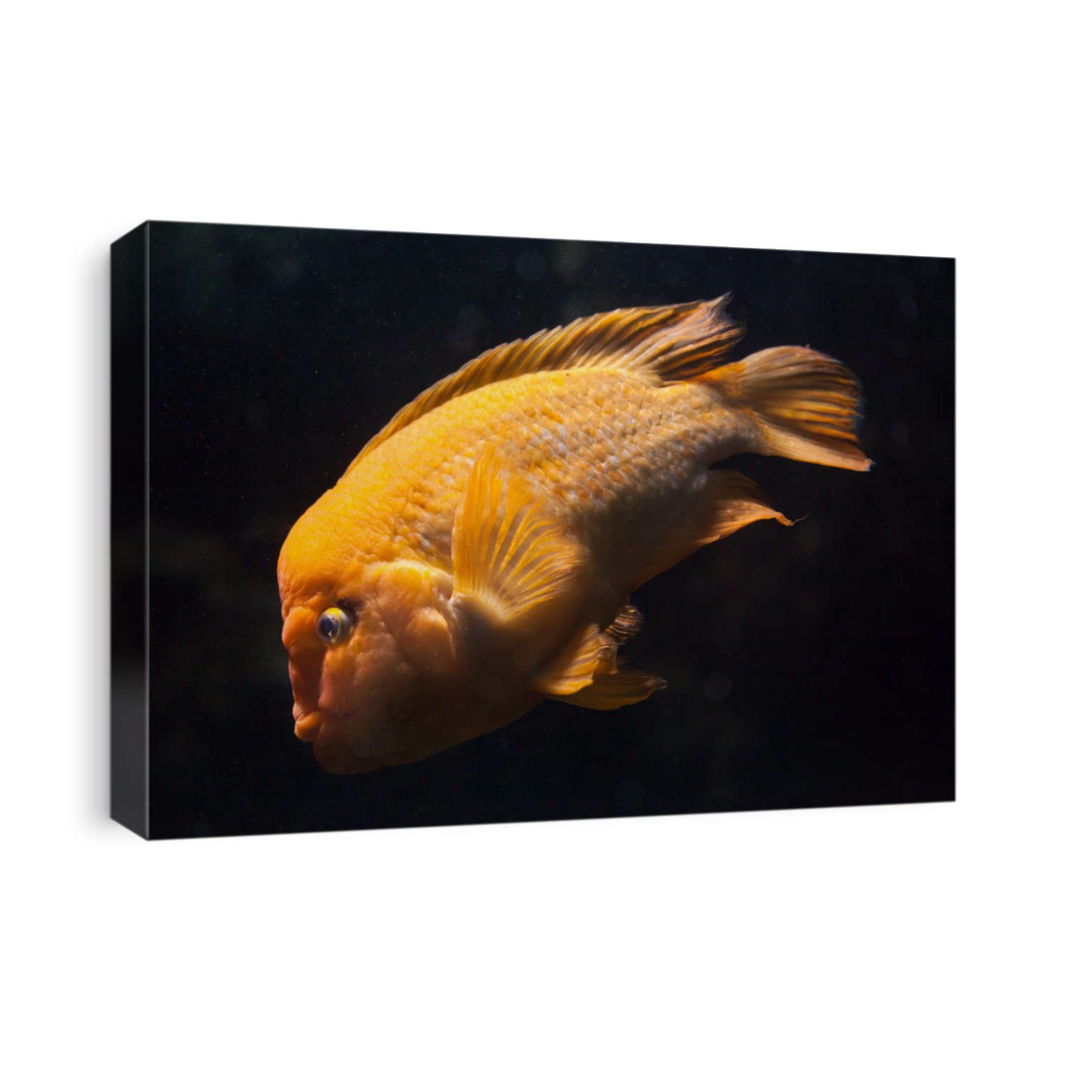 Midas cichlid (Amphilophus citrinellus). Freshwater fish.