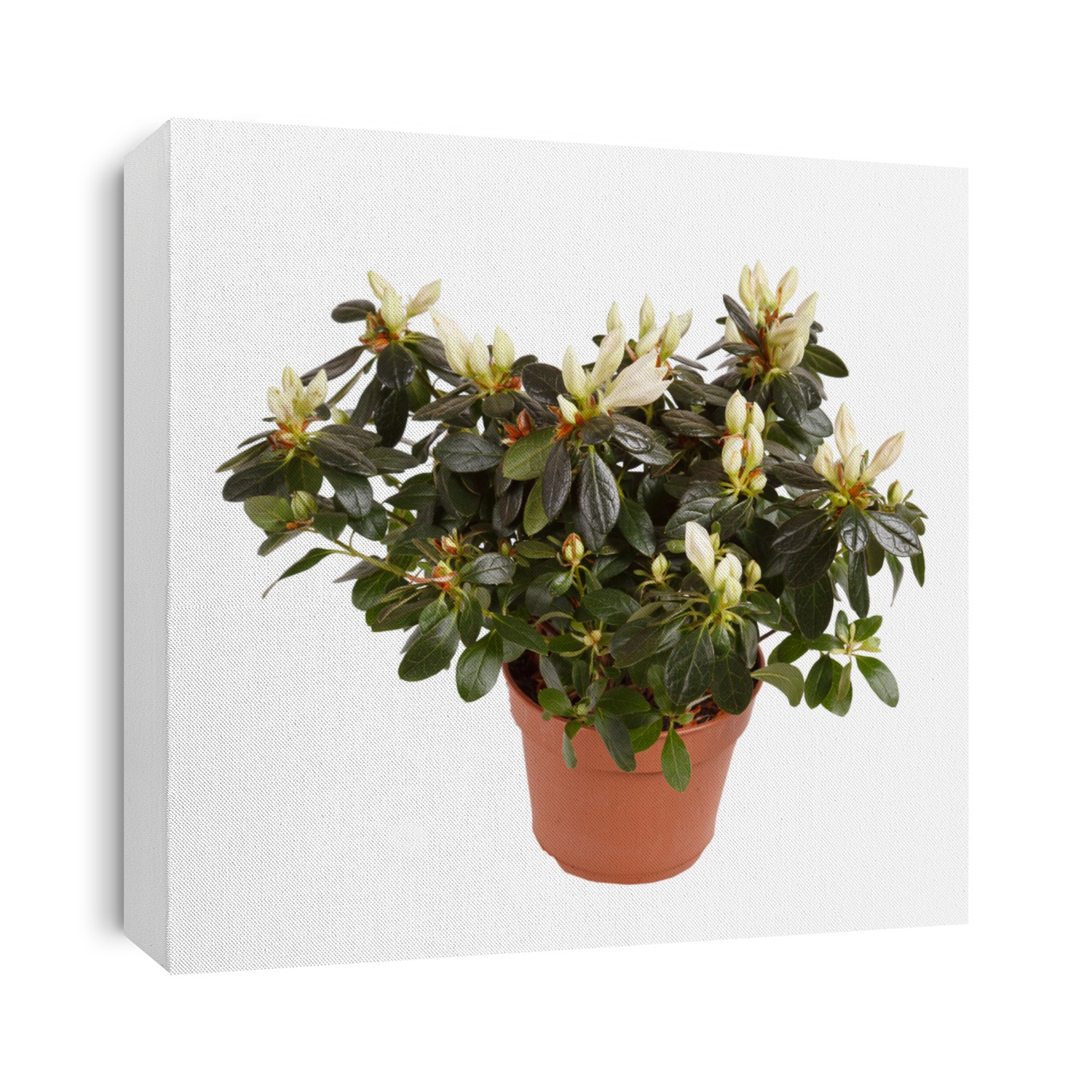 white gardenia plant