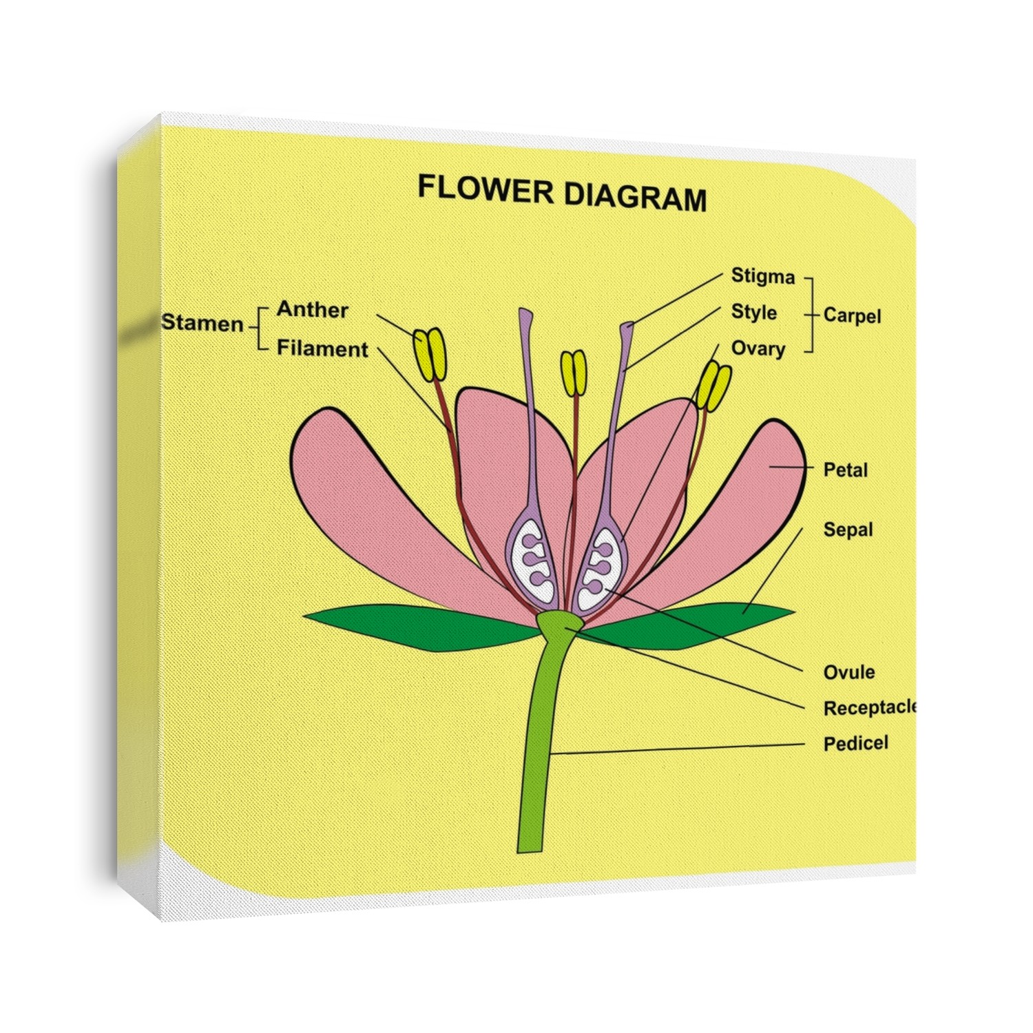 Flower Diagram - Useful for School and Student