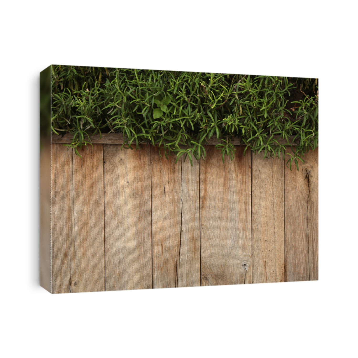 wooden planks with green plants 