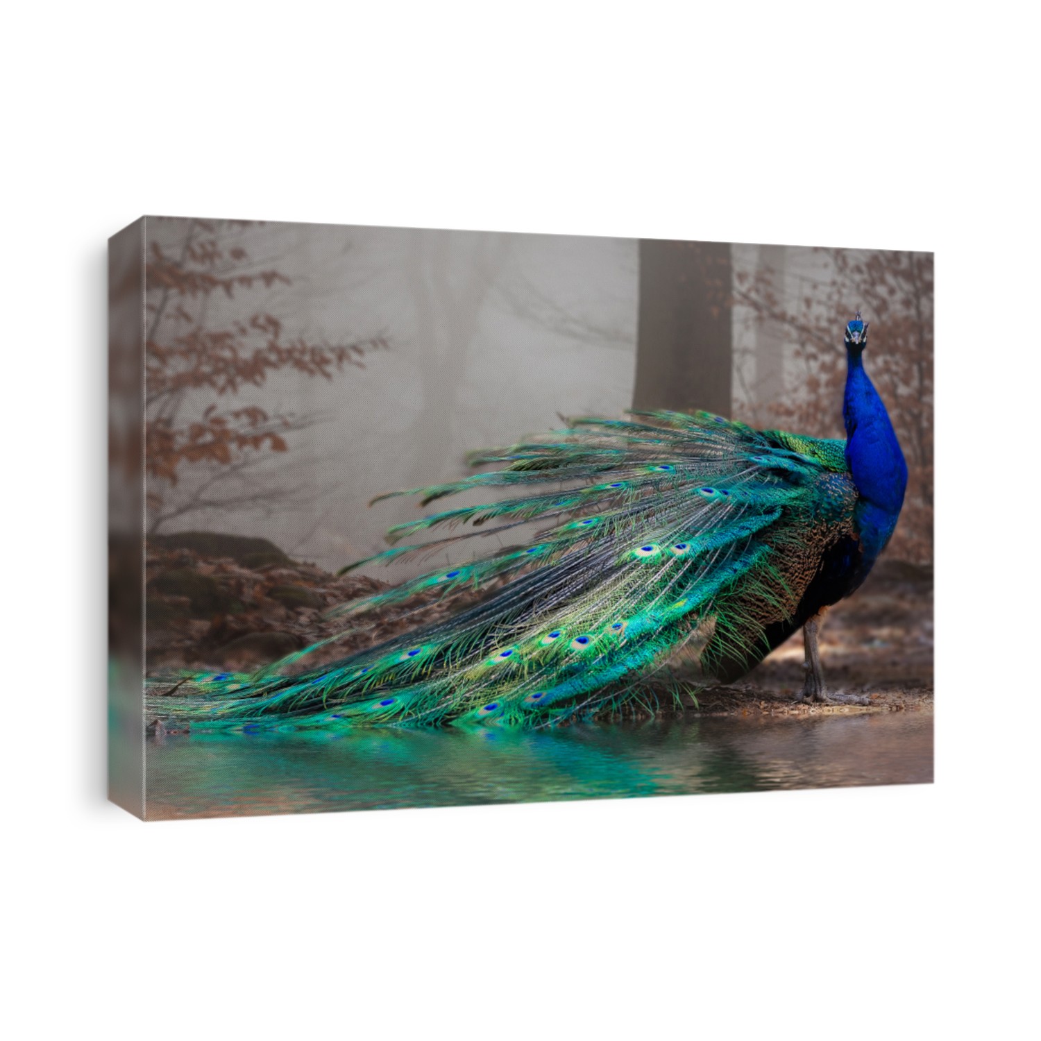 The elegant peacock with its colors