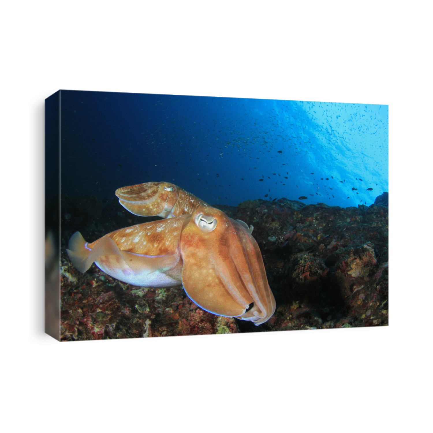 Pharaoh Cuttlefish (Sepia) fish 