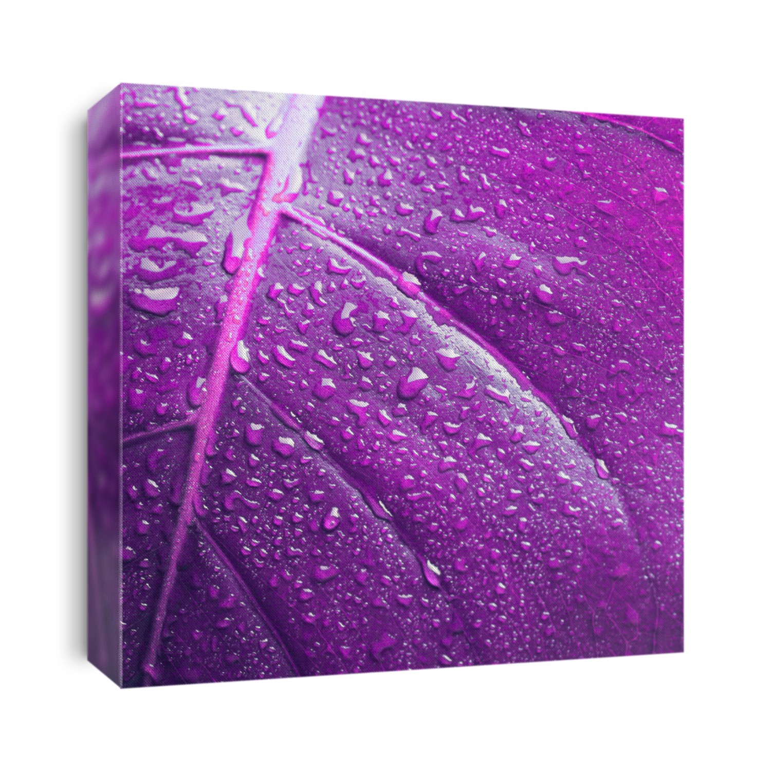 Violet laef with drops. Nature background. Saturation color.