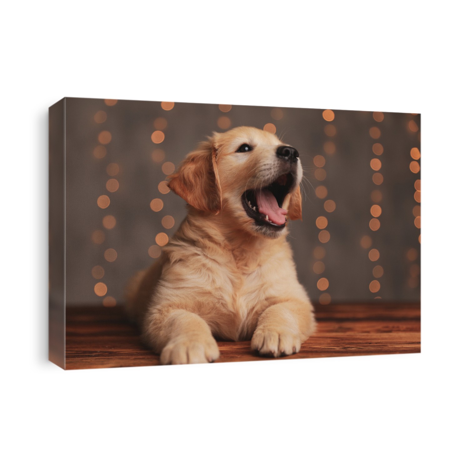 cute golden retriever dog looking up and woofing, laying down on wooden floor