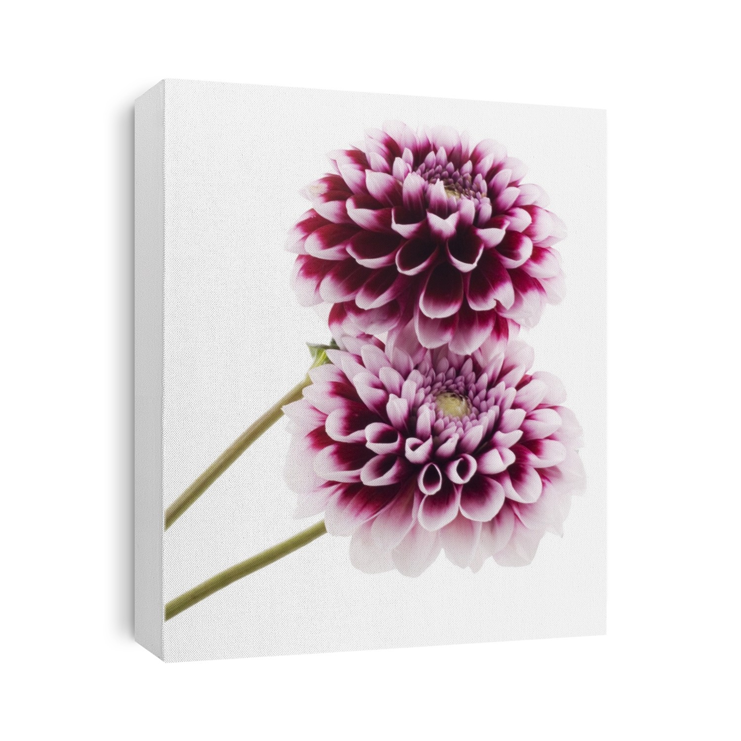 Purple dahlia. Isolated with clipping path