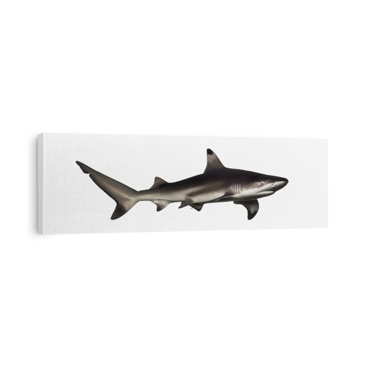 Blacktip reef shark, Carcharhinus melanopterus, isolated on white