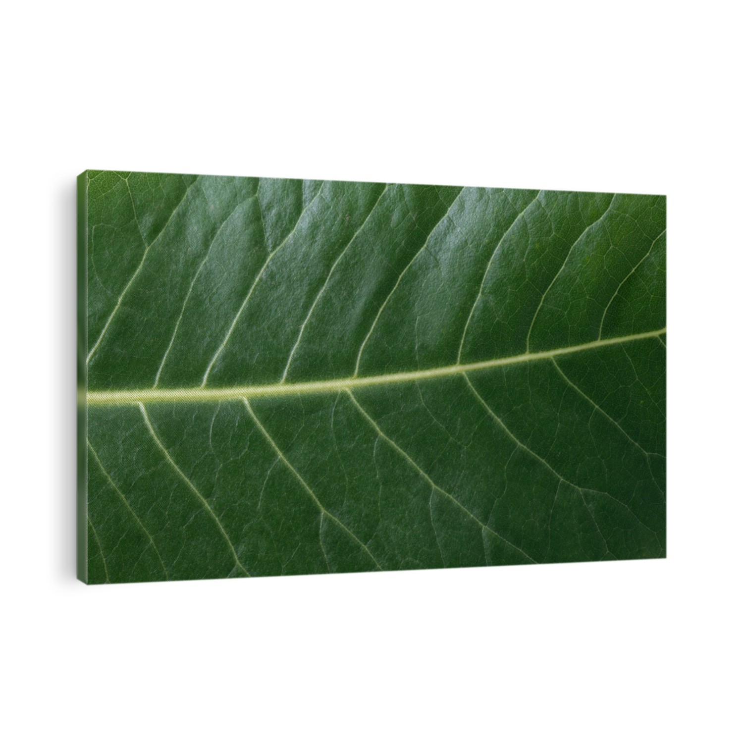 
Ombú or Phytolacca dioica. Macro image of a green leaf of a tree from South America used in Europe as an ornamental in parks and gardens.