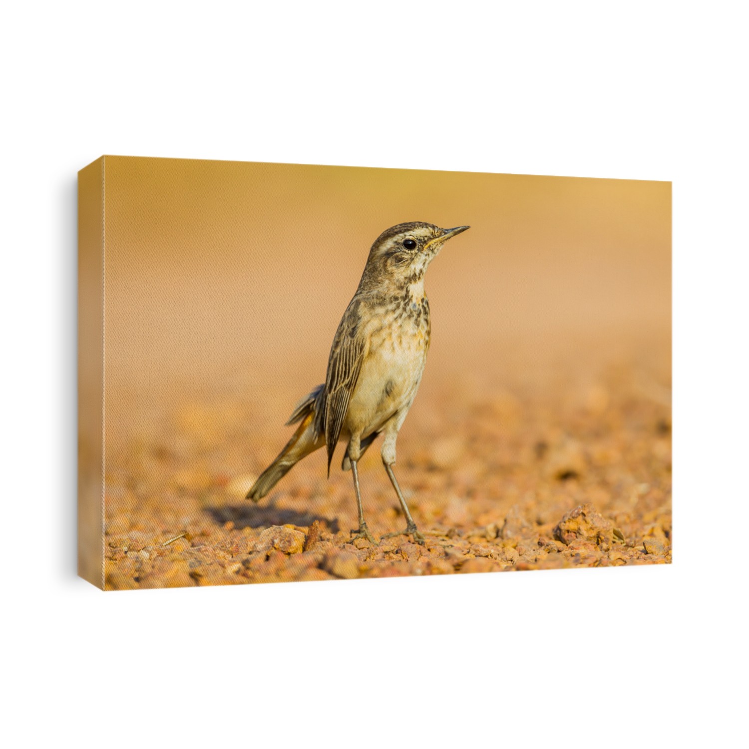 Female Bluethroat (Luscinia svecica ) on the ground in nature of Thailand